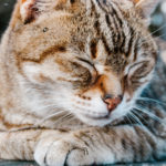 søvnig katt
