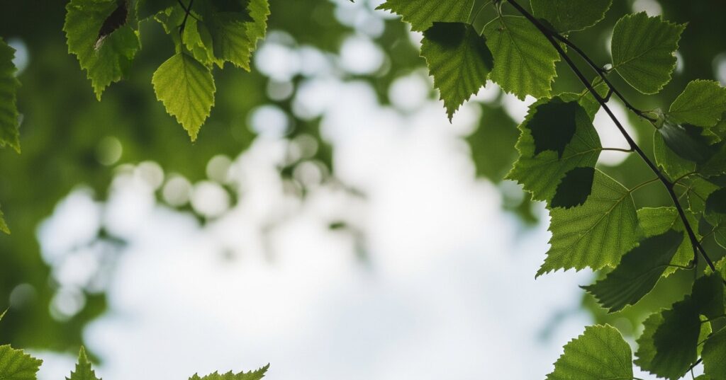 Bilde av himmelen sett gjennom brønne bjørkeblader